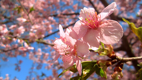 sakura